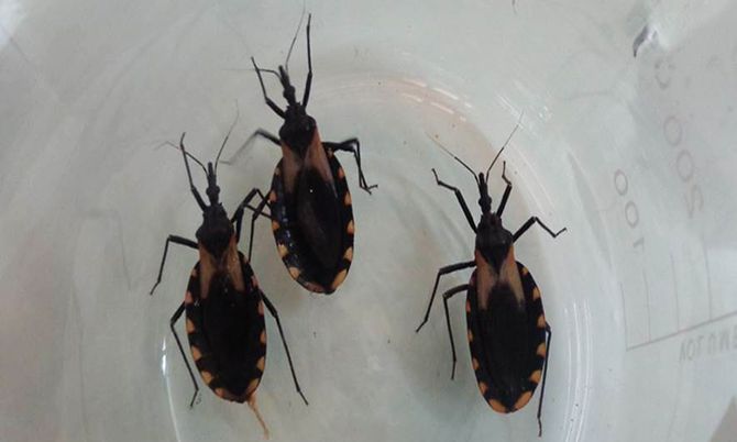 Chagas wird durch einzellige Parasitenhervorgerufen, die Herzmuskel und Hohlorgane befallen. Die Übertragung der auf den Menschen erfolgt durch Raubwanzen, die in den Ritzen und Dächern einfacher Häuser leben. 