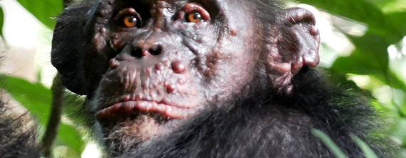 Lepra bei Wildlebenden Schimpansen:
